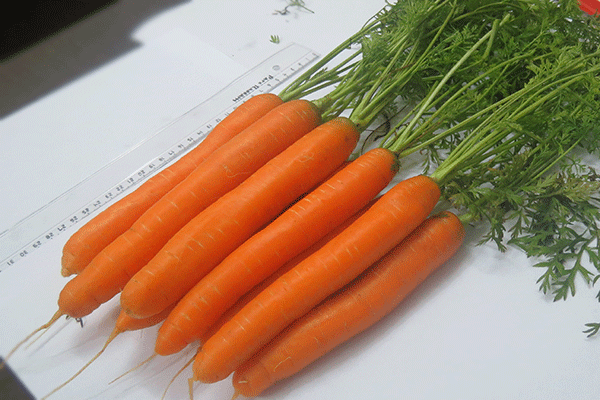 روز-مزرعه-هویج