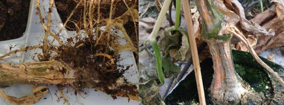 پژمردگی ساقه و ریشه فوزاریومی Fusarium root and stem rot