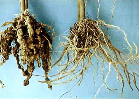 بیماری-گره-ریشه-بادمجان-Root-knot