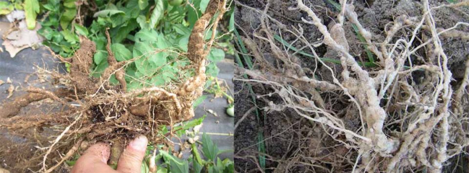 گره-ریشه-Root-knot