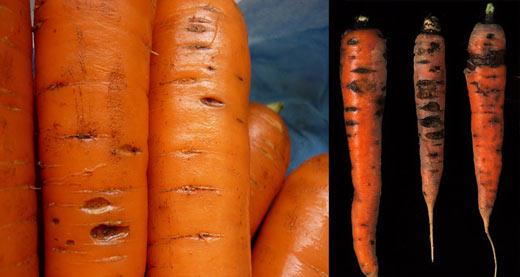 پوسیدگی-پیتیومی-هویج-Carrot-cavity-spot