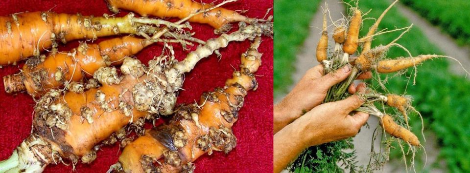 نماتدهای-گره-ریشه-هویج