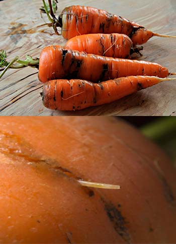 آفت-Carrot-root-fly