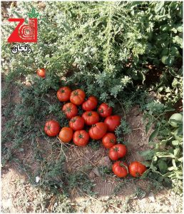 گوجه-فرنگی-مونالیزا-زنجان-3