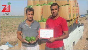 فلفل-کالیفرنیا-واندر-ووهان-دزفول-2
