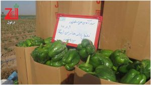 فلفل-کالیفرنیا-واندر-ووهان-دزوفول-1