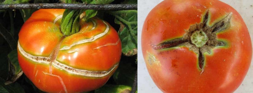 ترک-خوردگی-میوه-گوجه-فرنگی-Growth-crack