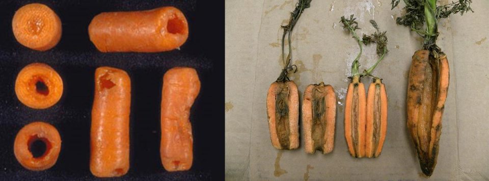 پوسیدگی-نرم-باکتریایی-هویج-Bacterial-soft-rot-of-carrot