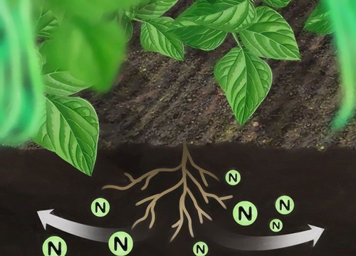 نقش-نیتروژن-در-گیاه