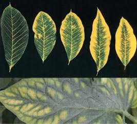نقش-منیزیم-در-گیاه